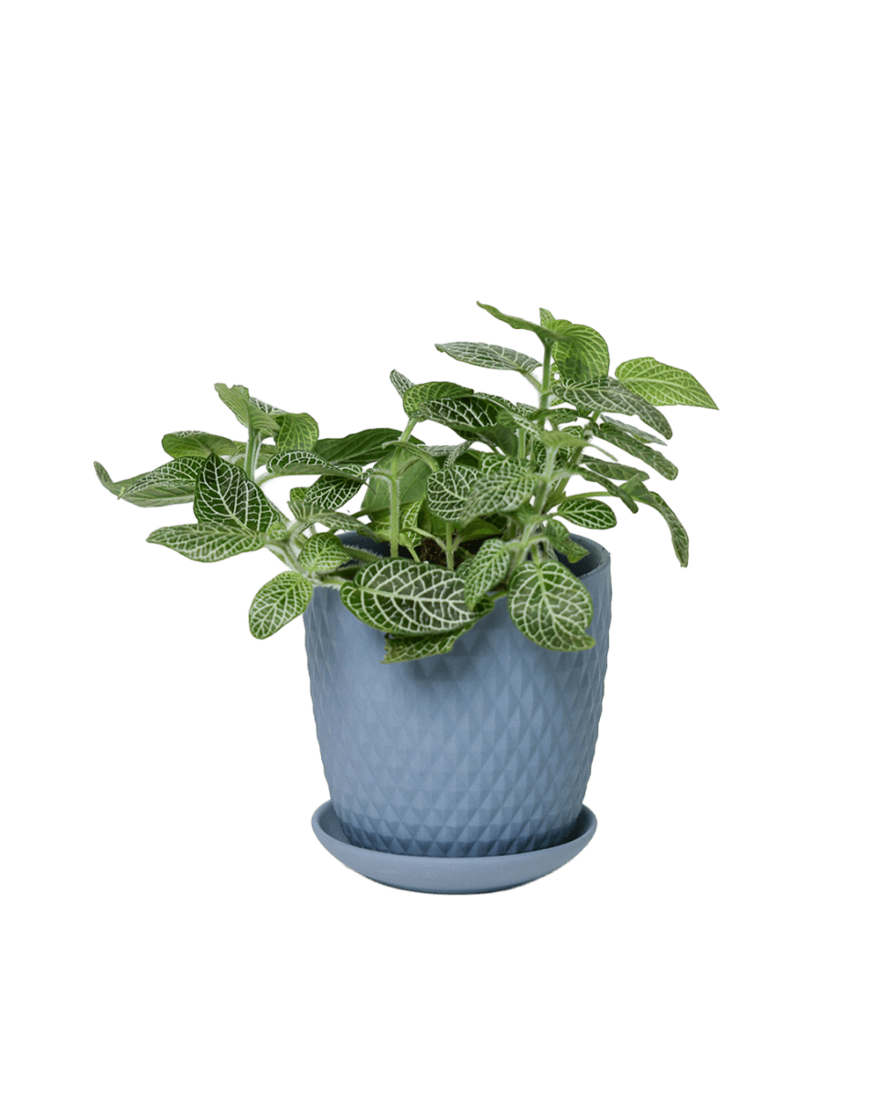 Virago 3.5" Porcelain Pot With Drainage Hole And Saucer - Chive US Wholesale