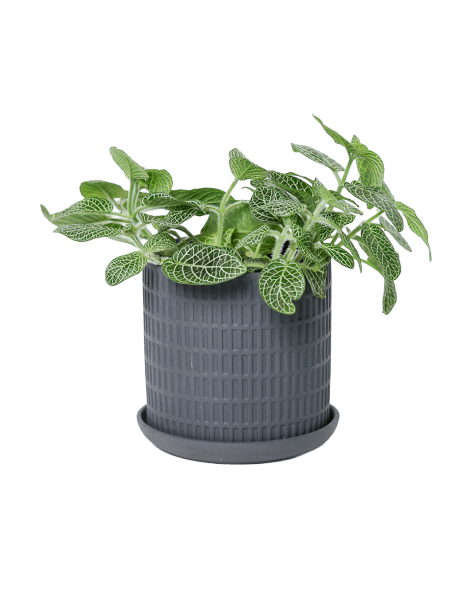 Virago 3.5" Porcelain Pot With Drainage Hole And Saucer - Chive US Wholesale