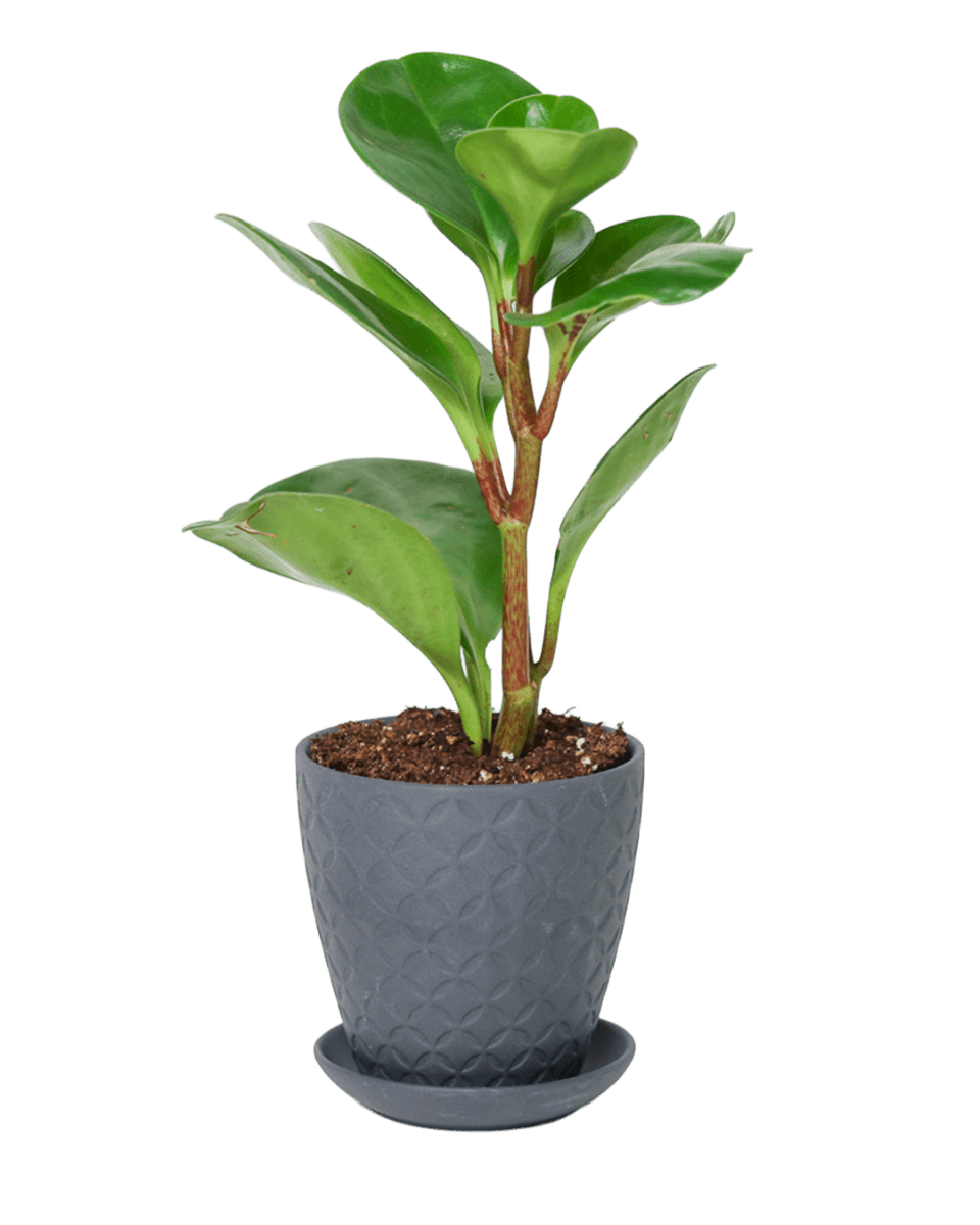 Virago 3.5" Porcelain Pot With Drainage Hole And Saucer - Chive US Wholesale