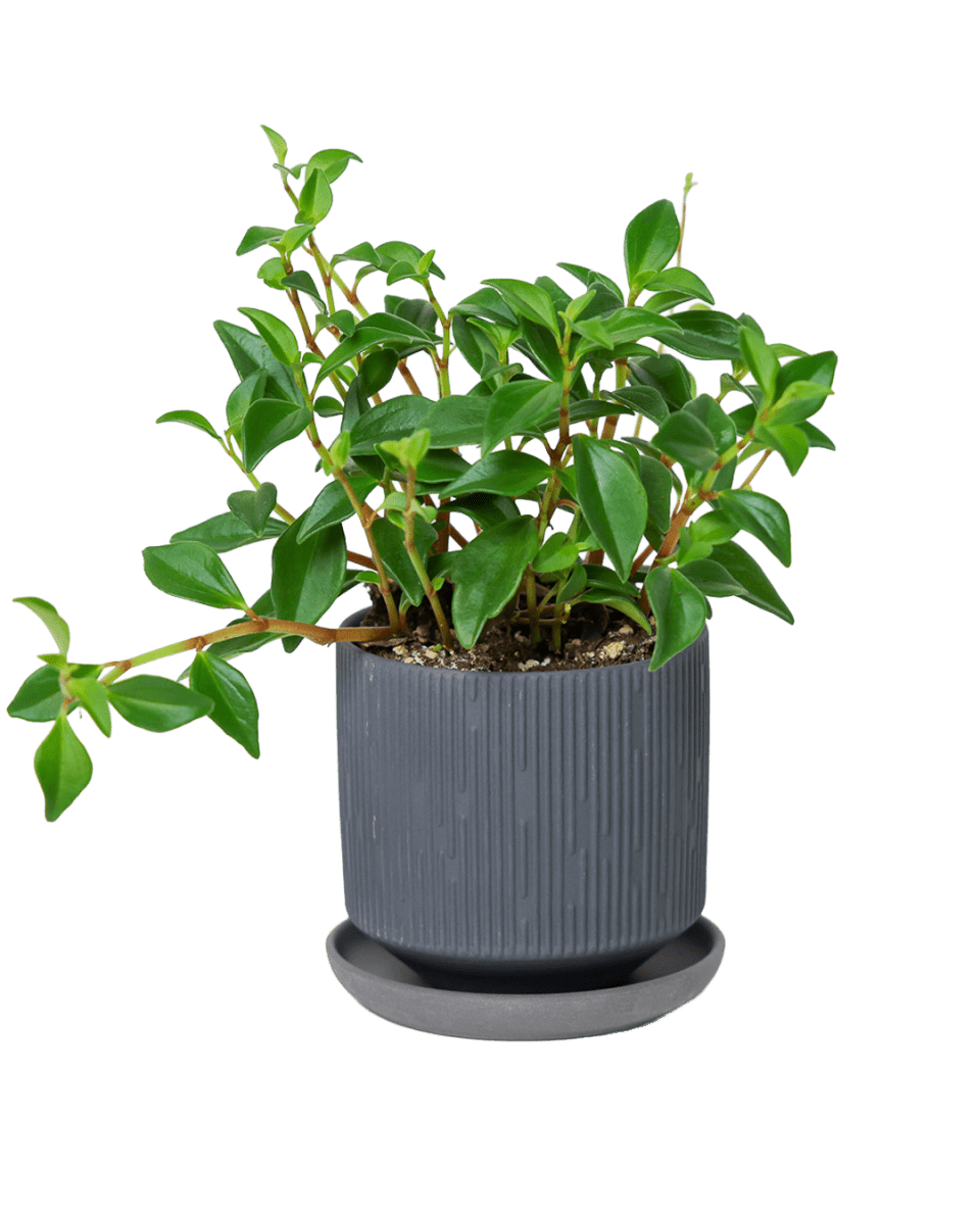 Virago 3.5" Porcelain Pot With Drainage Hole And Saucer - Chive US Wholesale