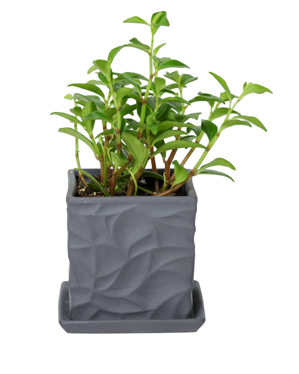 Virago 3.5" Porcelain Pot With Drainage Hole And Saucer - Chive US Wholesale