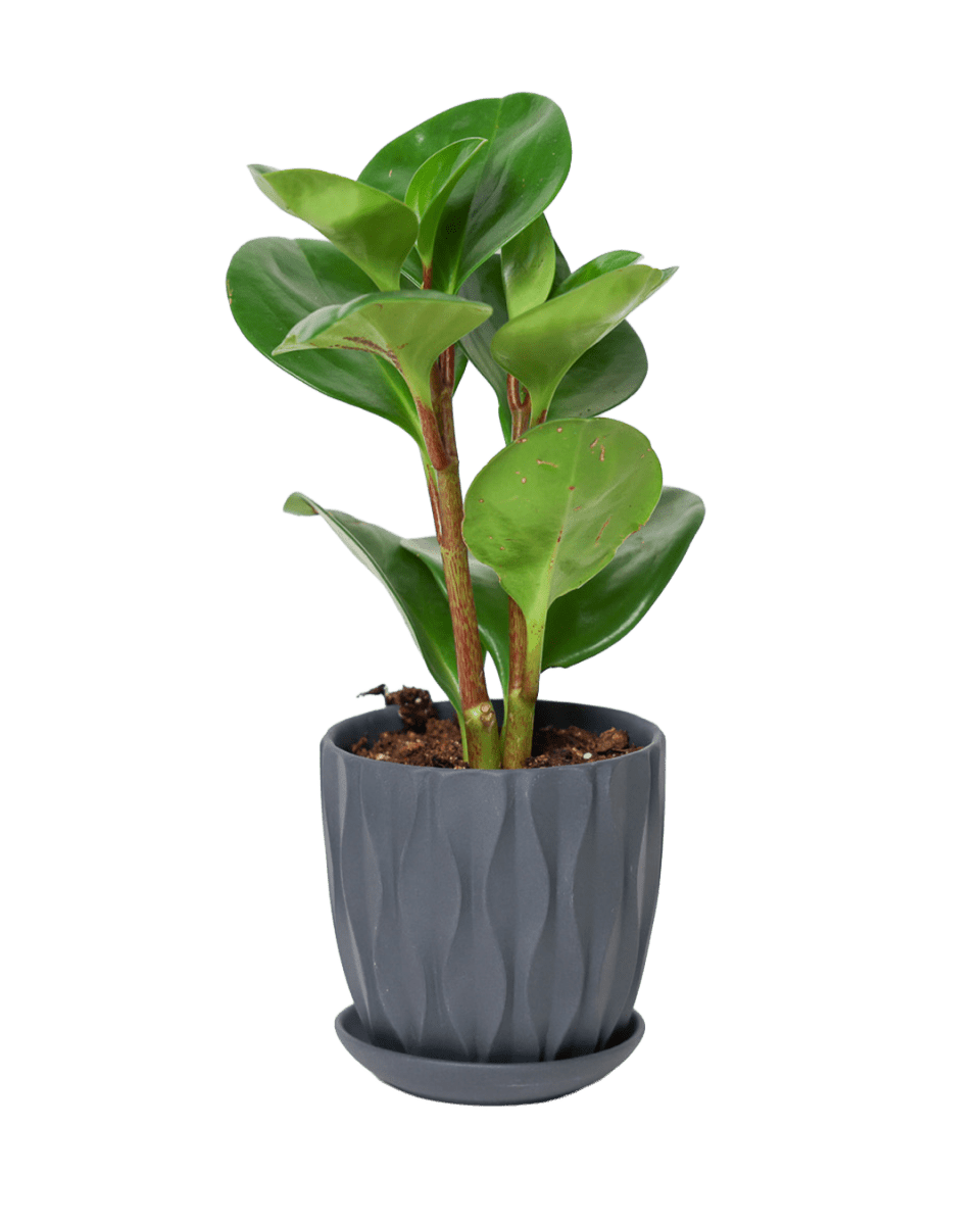 Virago 3.5" Porcelain Pot With Drainage Hole And Saucer - Chive US Wholesale