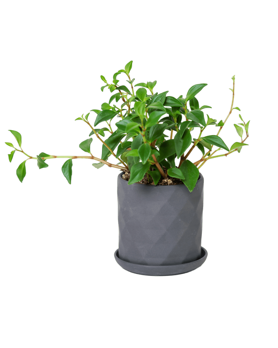 Virago 3.5" Porcelain Pot With Drainage Hole And Saucer - Chive US Wholesale