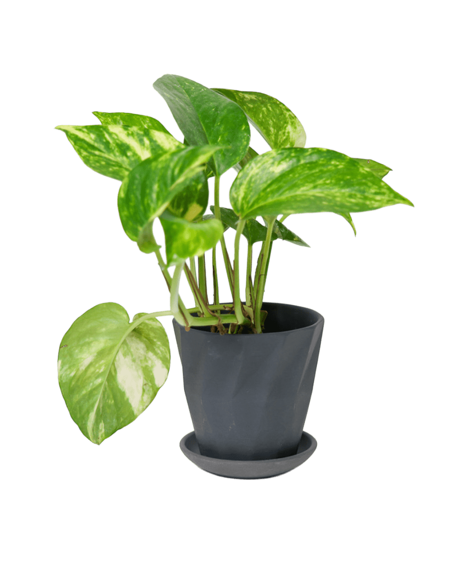 Virago 3.5" Porcelain Pot With Drainage Hole And Saucer - Chive US Wholesale