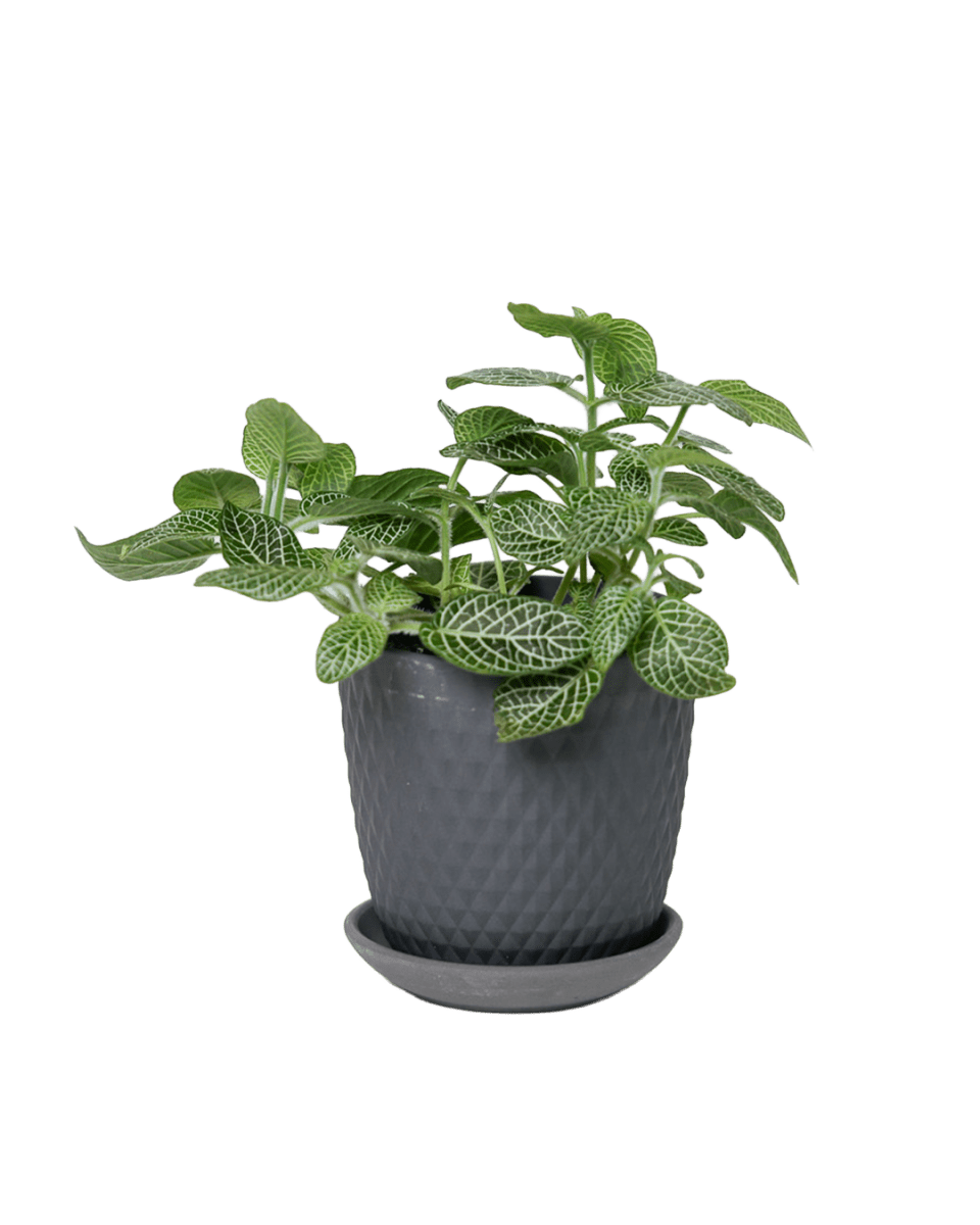 Virago 3.5" Porcelain Pot With Drainage Hole And Saucer - Chive US Wholesale