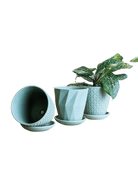 Virago Olive Pot And Saucer 48pc Kit - Small - Chive US Wholesale