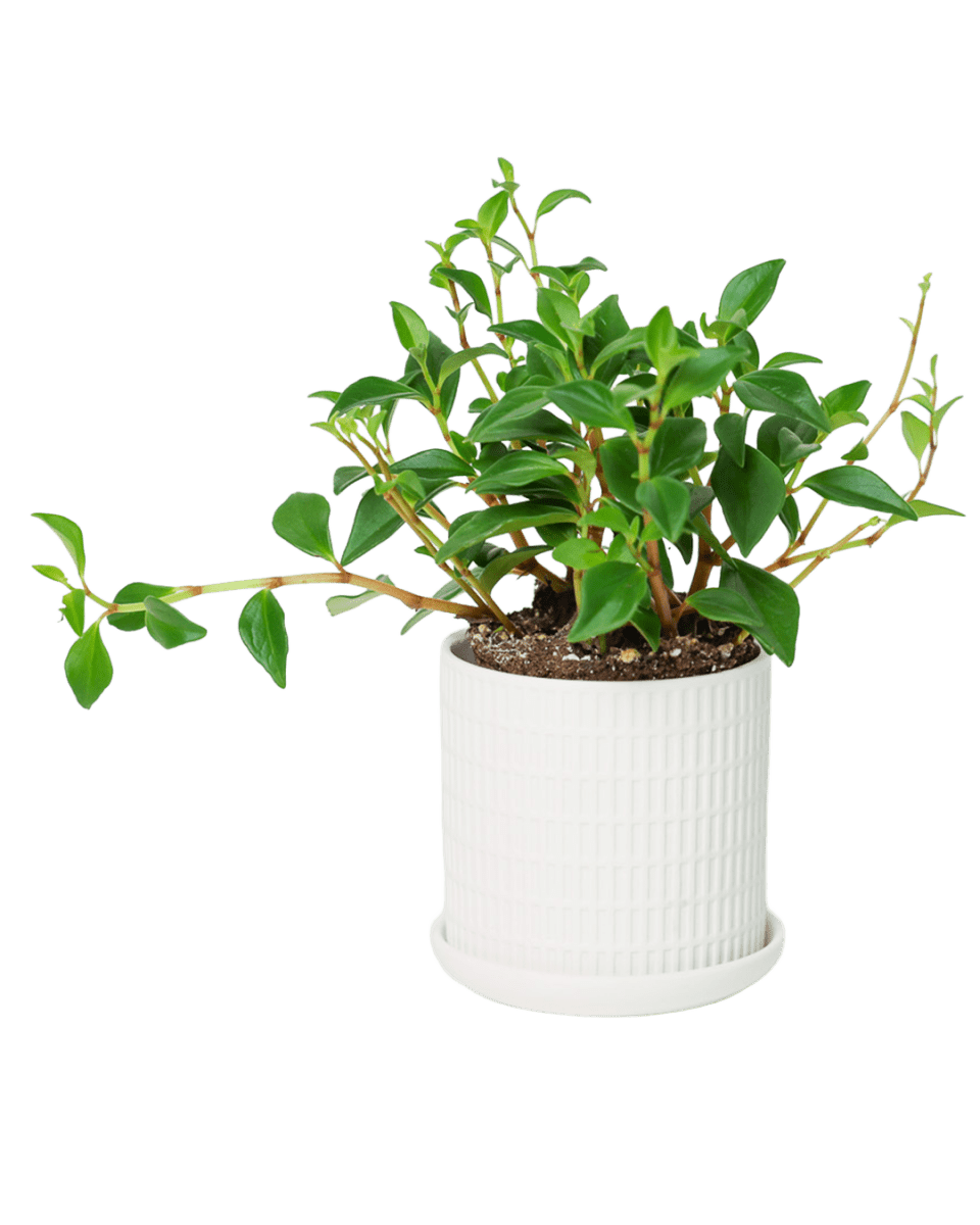 Virago 3.5" Porcelain Pot With Drainage Hole And Saucer - Chive US Wholesale