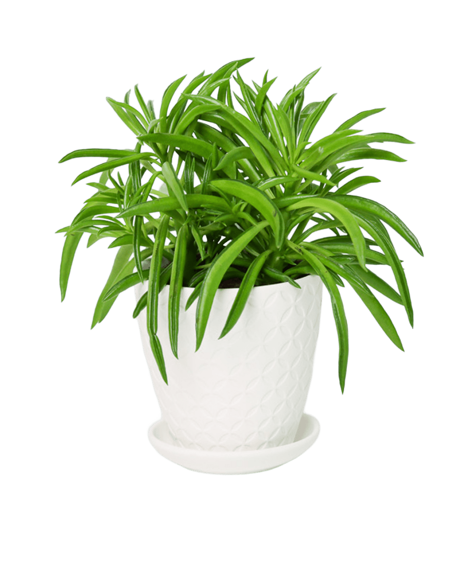 Virago 3.5" Porcelain Pot With Drainage Hole And Saucer - Chive US Wholesale