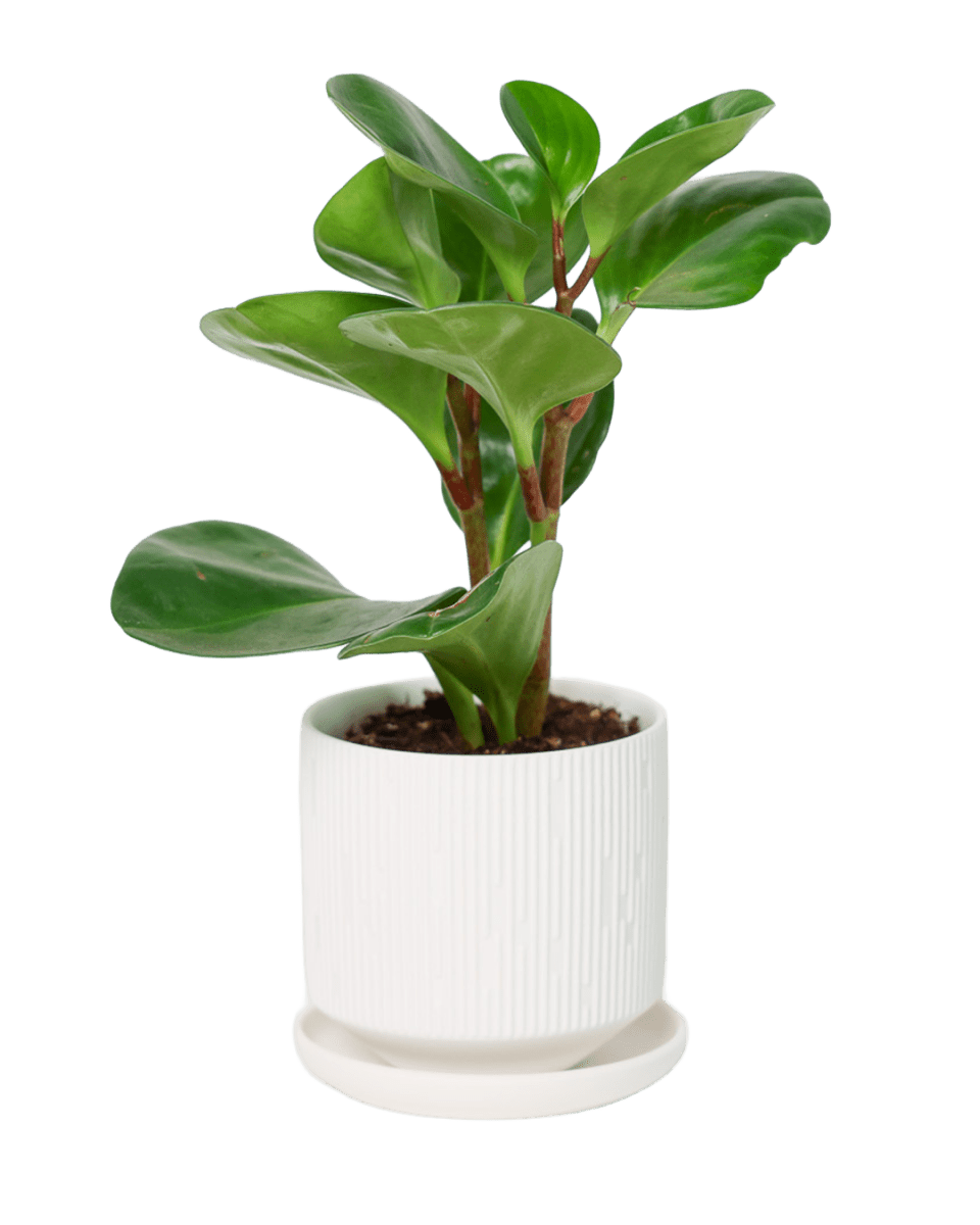 Virago 3.5" Porcelain Pot With Drainage Hole And Saucer - Chive US Wholesale