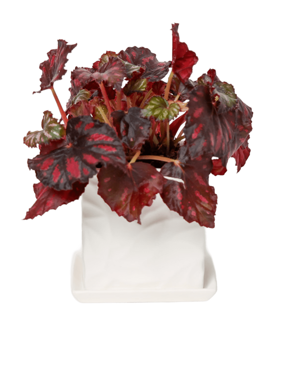 Virago 3.5" Porcelain Pot With Drainage Hole And Saucer - Chive US Wholesale