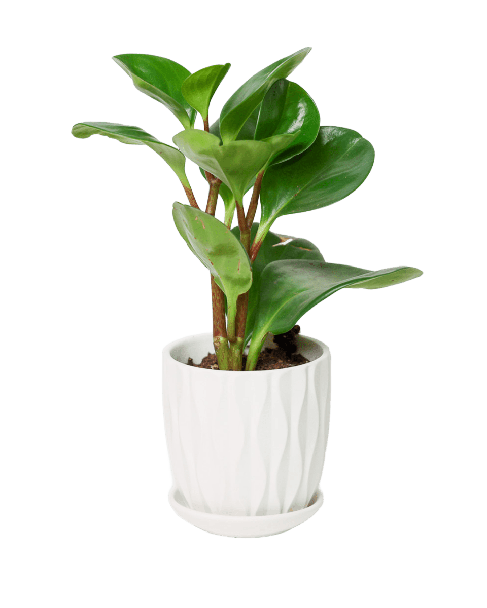 Virago 3.5" Porcelain Pot With Drainage Hole And Saucer - Chive US Wholesale