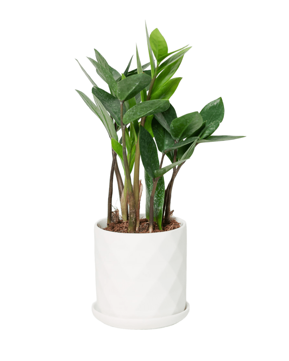 Virago 3.5" Porcelain Pot With Drainage Hole And Saucer - Chive US Wholesale