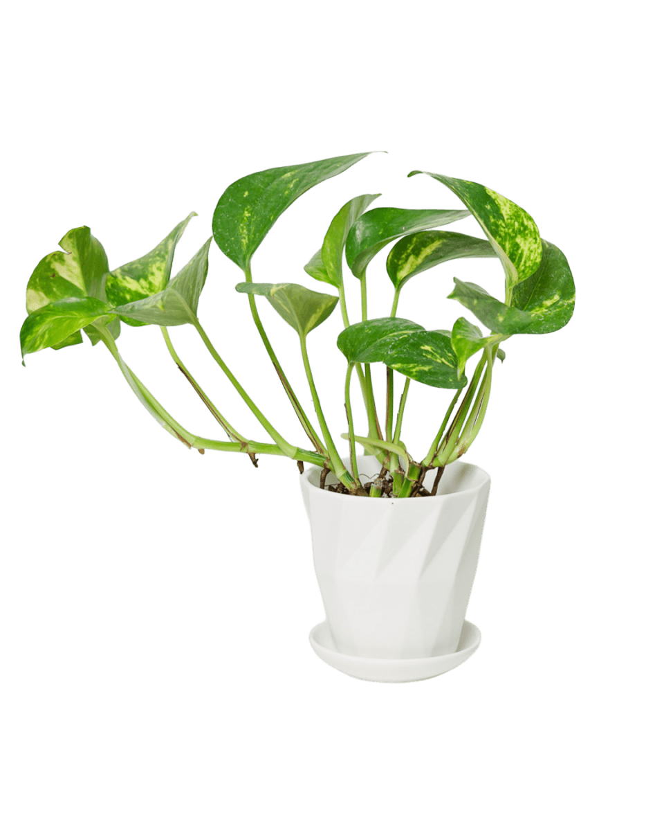 Virago 3.5" Porcelain Pot With Drainage Hole And Saucer - Chive US Wholesale