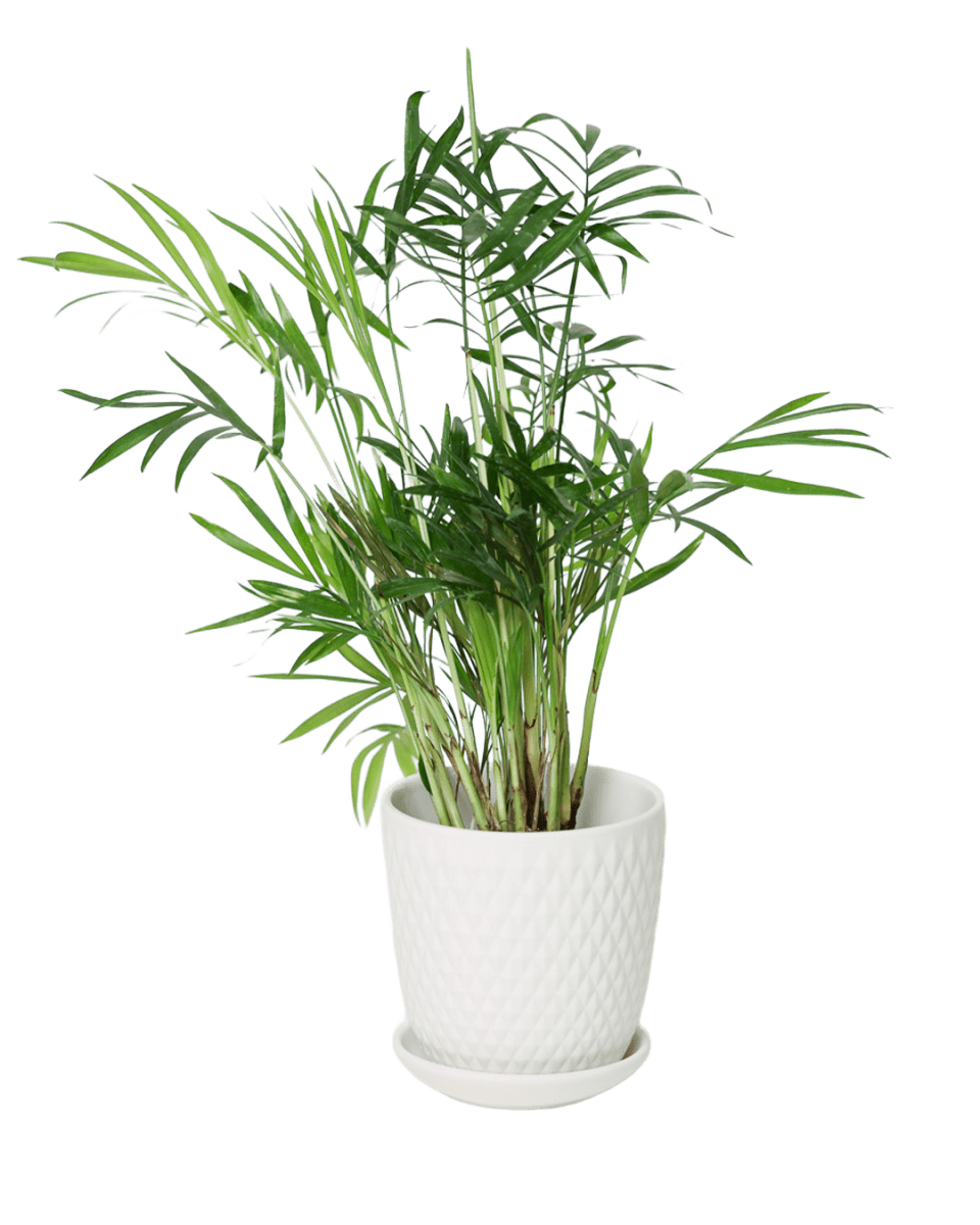 Virago 3.5" Porcelain Pot With Drainage Hole And Saucer - Chive US Wholesale