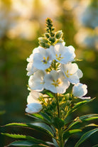 White Angelonia Flower Seeds Packet - Chive US Wholesale