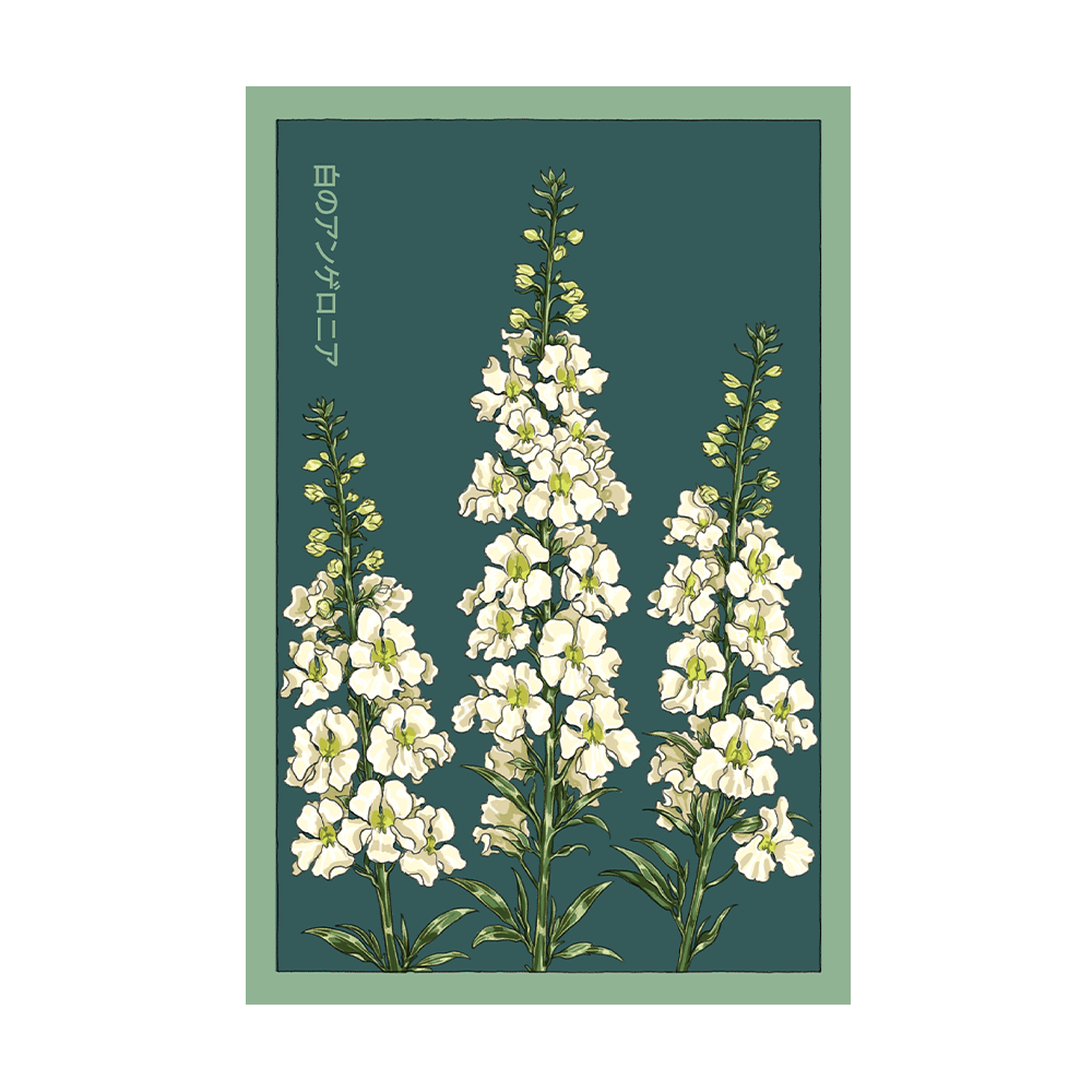 White Angelonia Flower Seeds Packet - Chive US Wholesale
