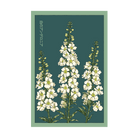 White Angelonia Flower Seeds Packet - Chive US Wholesale