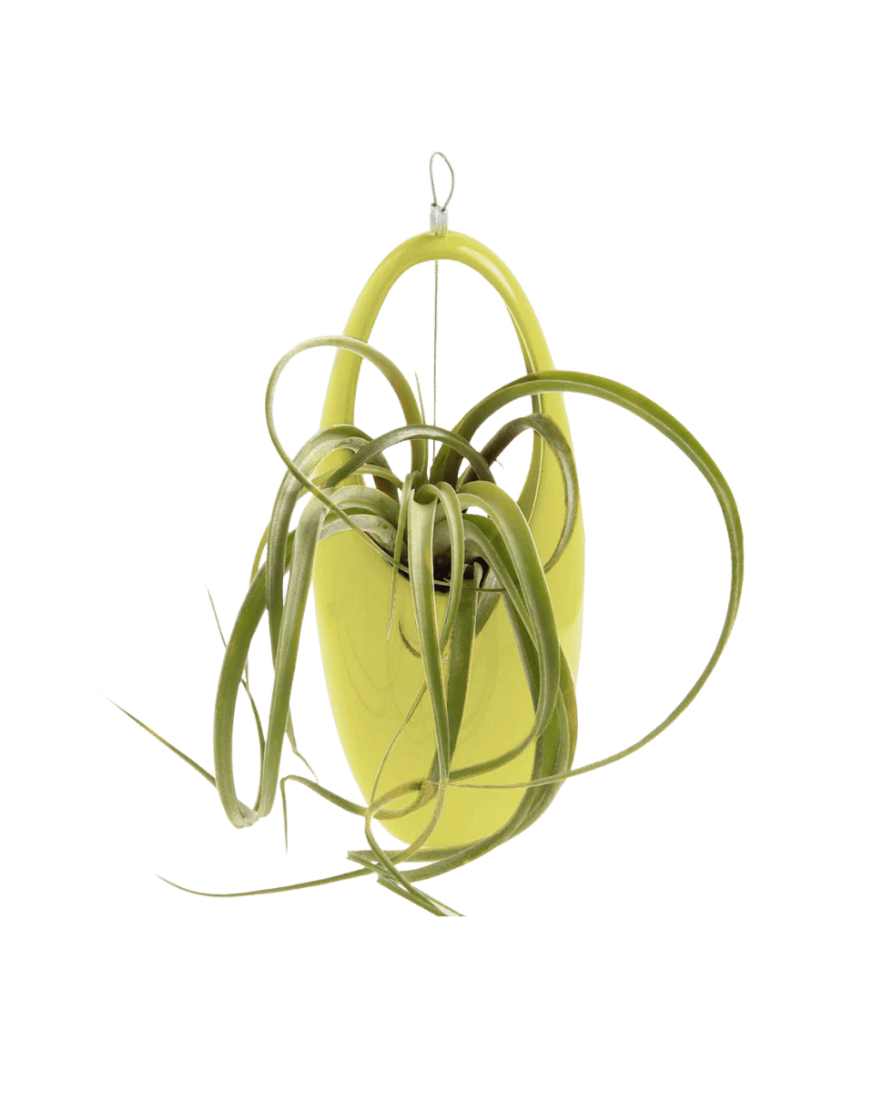 Hanging Aerium Ceramic For Succulents & Ikebana - Chive US Wholesale