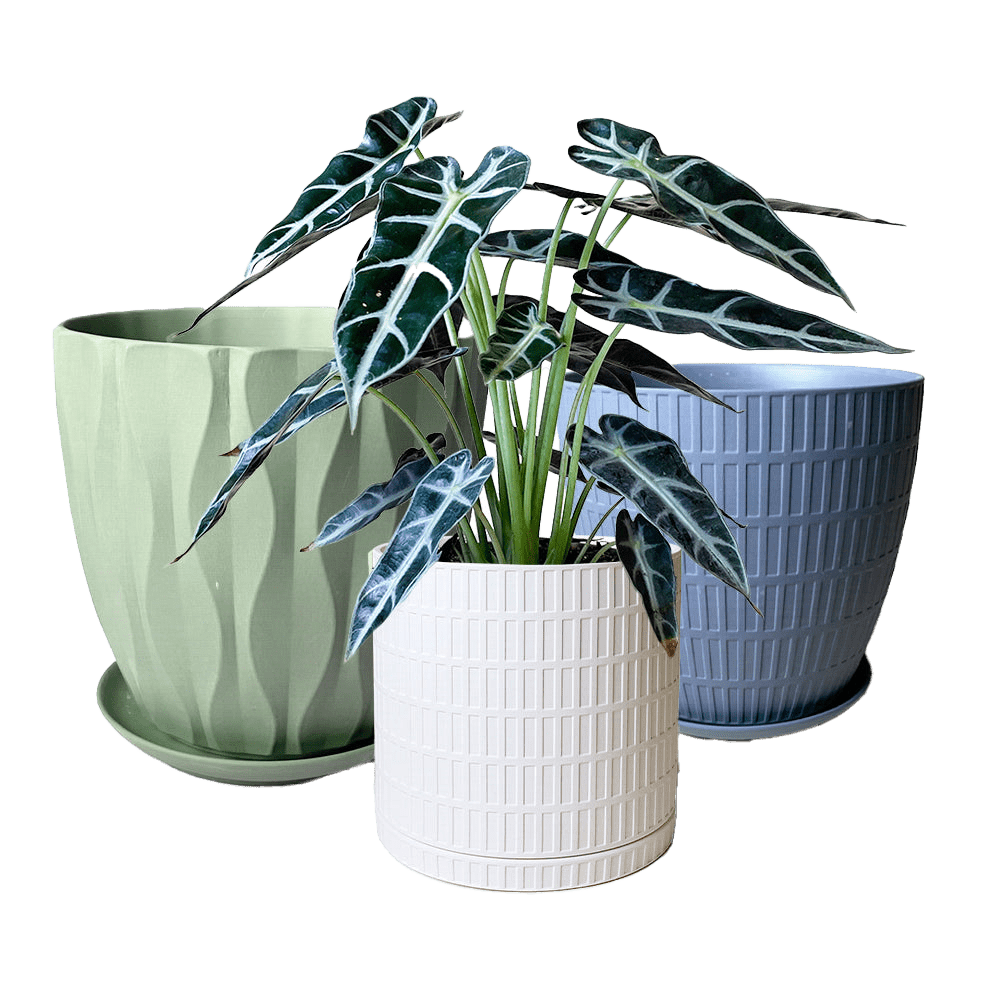 Virago Porcelain Pot With Drainage Hole And Saucer Sets - Chive US Wholesale