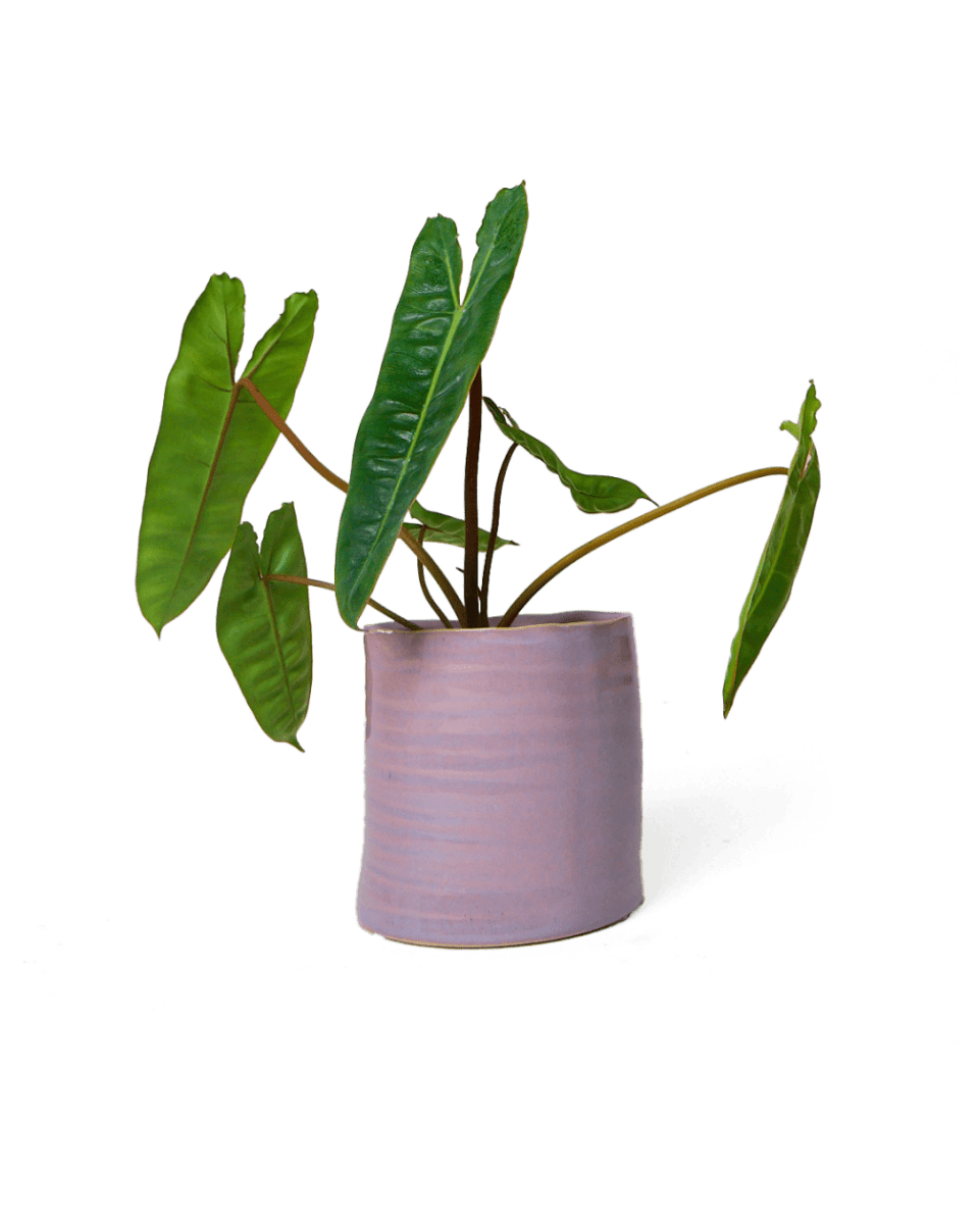 Channa Ceramic Planter Pot - Chive US Wholesale