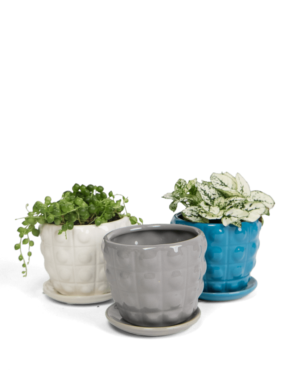 Convex Ceramic Pot With Drainage Hole And Saucer - Chive US Wholesale