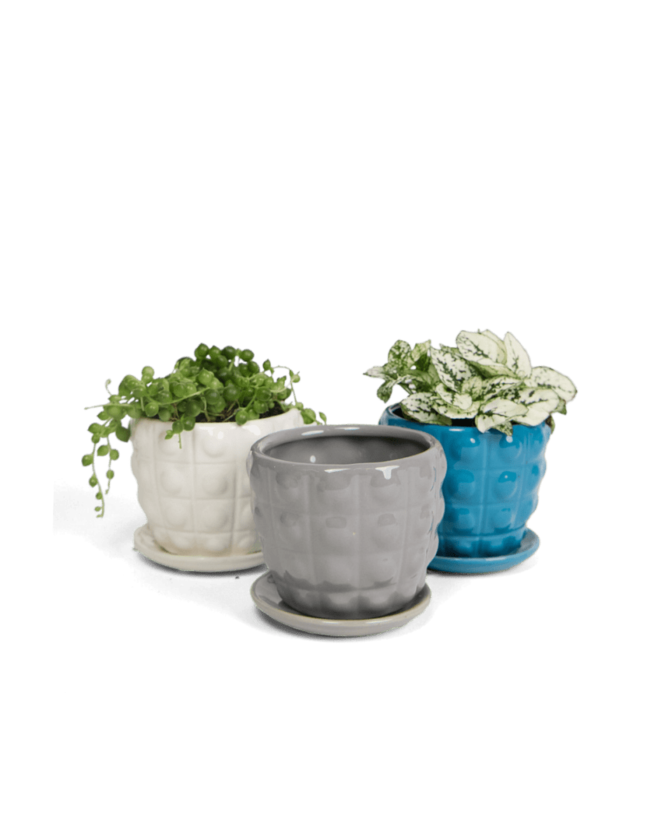 Convex Ceramic Pot With Drainage Hole And Saucer - Chive US Wholesale