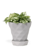 Diamond Porcelain Modern Indoor Plant Pot With Saucer - Chive US Wholesale