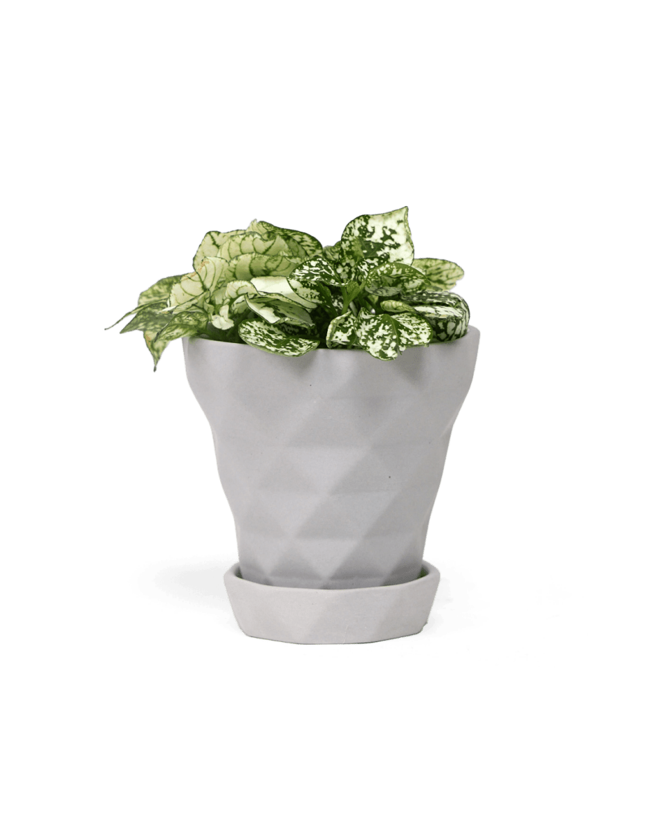 Diamond Porcelain Modern Indoor Plant Pot With Saucer - Chive US Wholesale