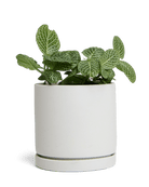 Dojo Porcelain Modern Indoor Plant Pot With Saucer - Chive US Wholesale