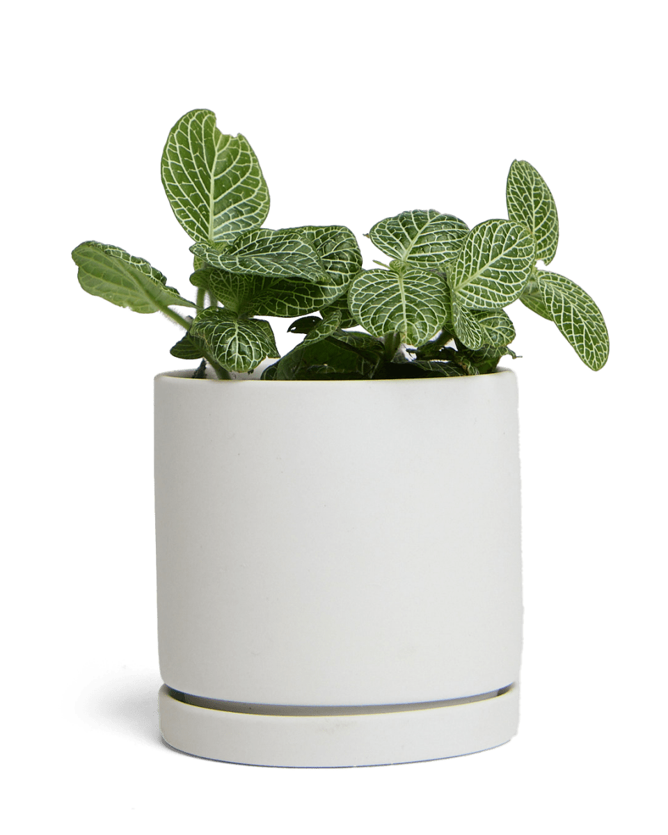 Dojo Porcelain Modern Indoor Plant Pot With Saucer - Chive US Wholesale