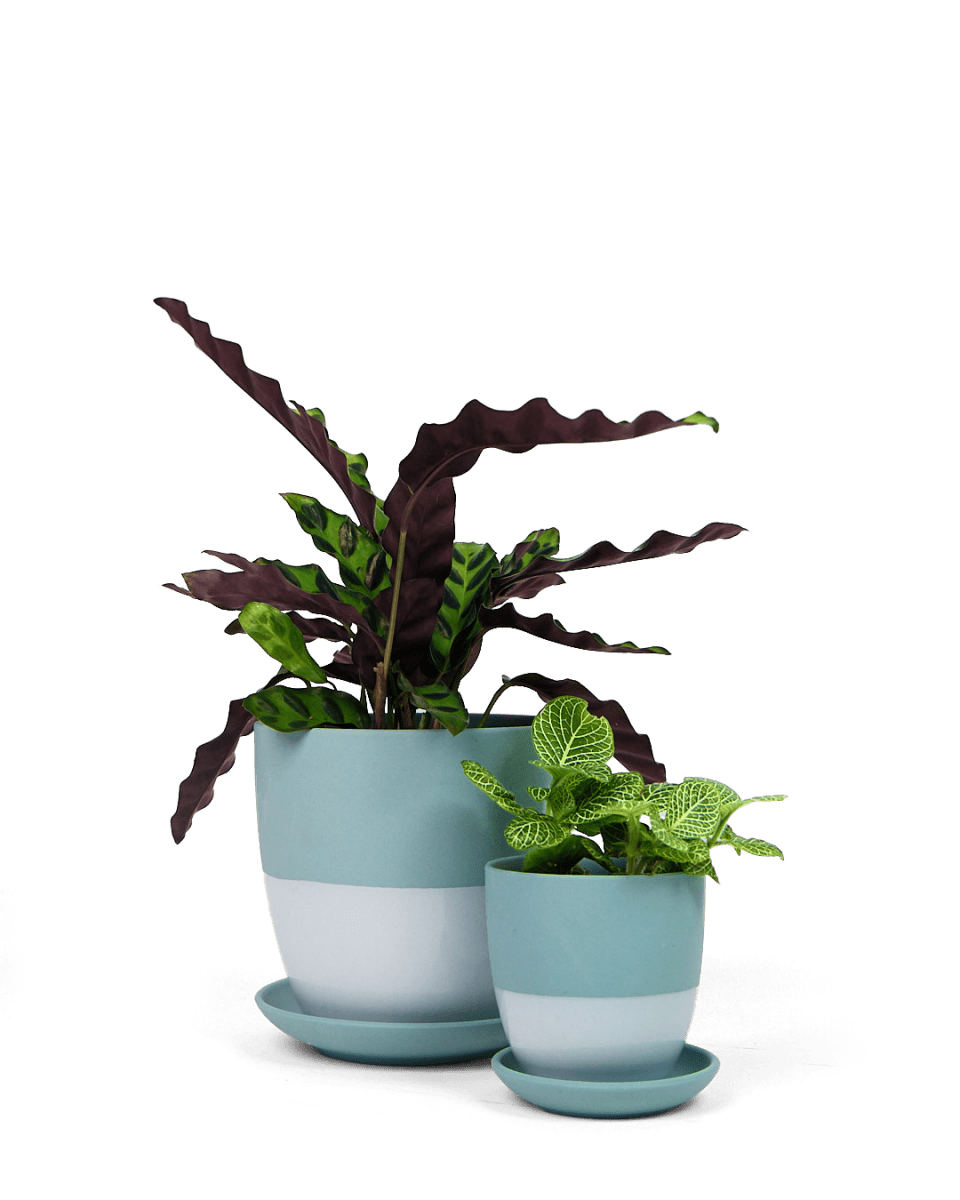 Dyad Porcelain Modern Indoor Plant Pot With Saucer - Chive US Wholesale