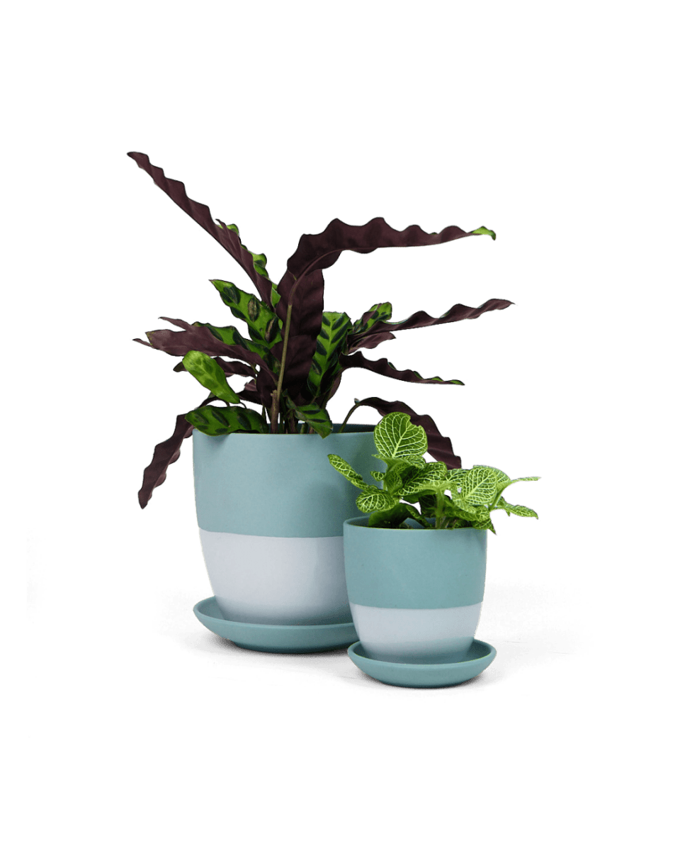 Dyad Porcelain Modern Indoor Plant Pot With Saucer - Chive US Wholesale