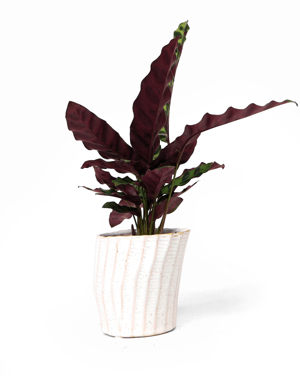 Katakana Ceramic Pot Planter - Chive US Wholesale