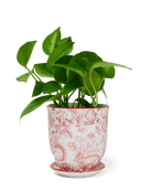 Ace Kit - Liberte Pot & Saucer - Chive US Wholesale