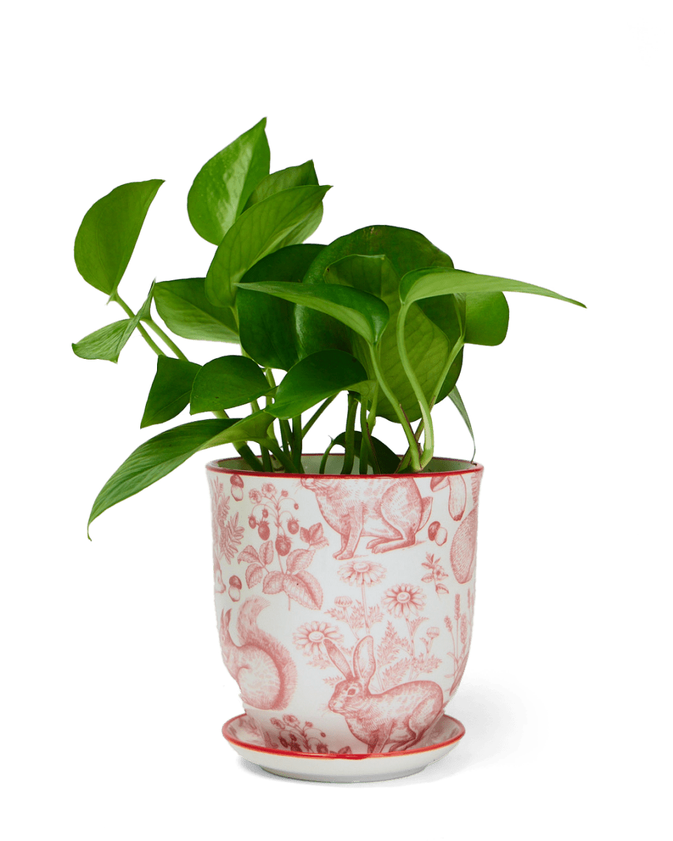 Ace Kit - Liberte Pot & Saucer - Chive US Wholesale