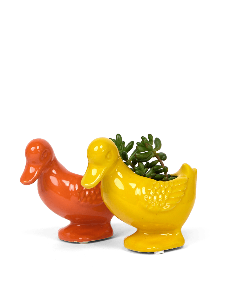 Duck Ceramic Indoor Plant Pot For Succulents - Chive US Wholesale