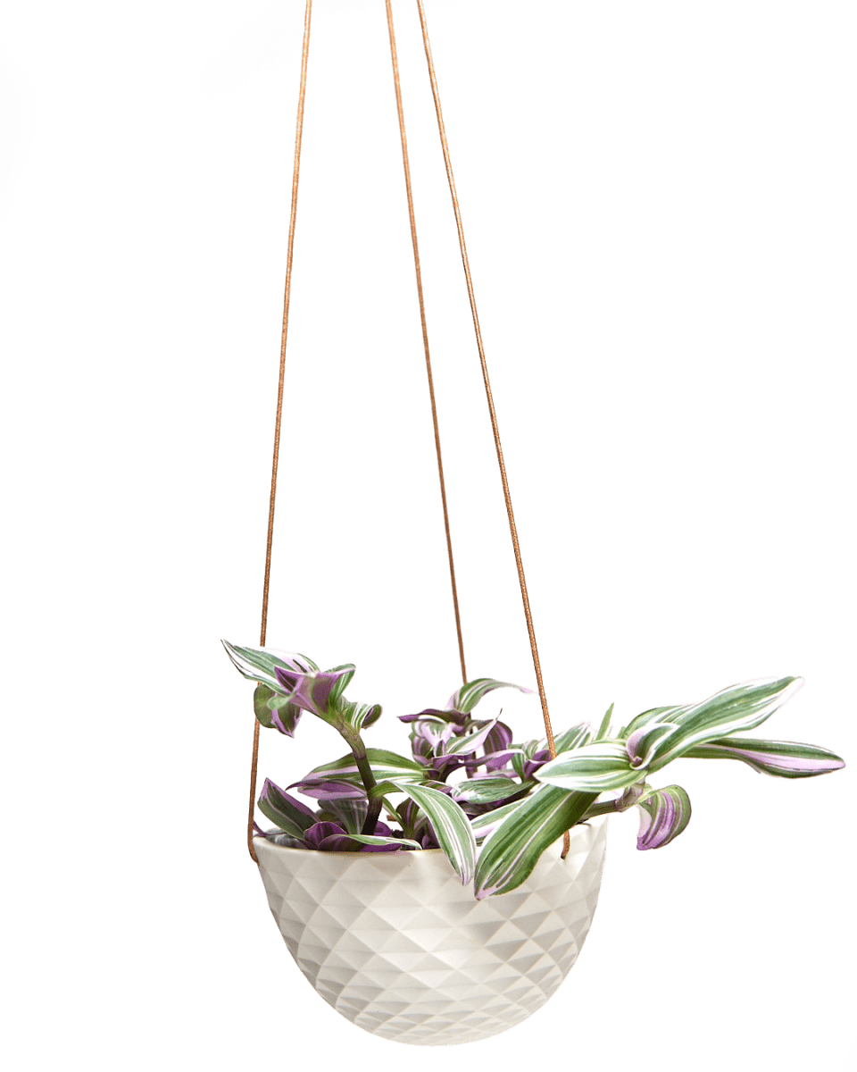 Mini Mofo Porcelain Modern Hanging Planter - Chive US Wholesale