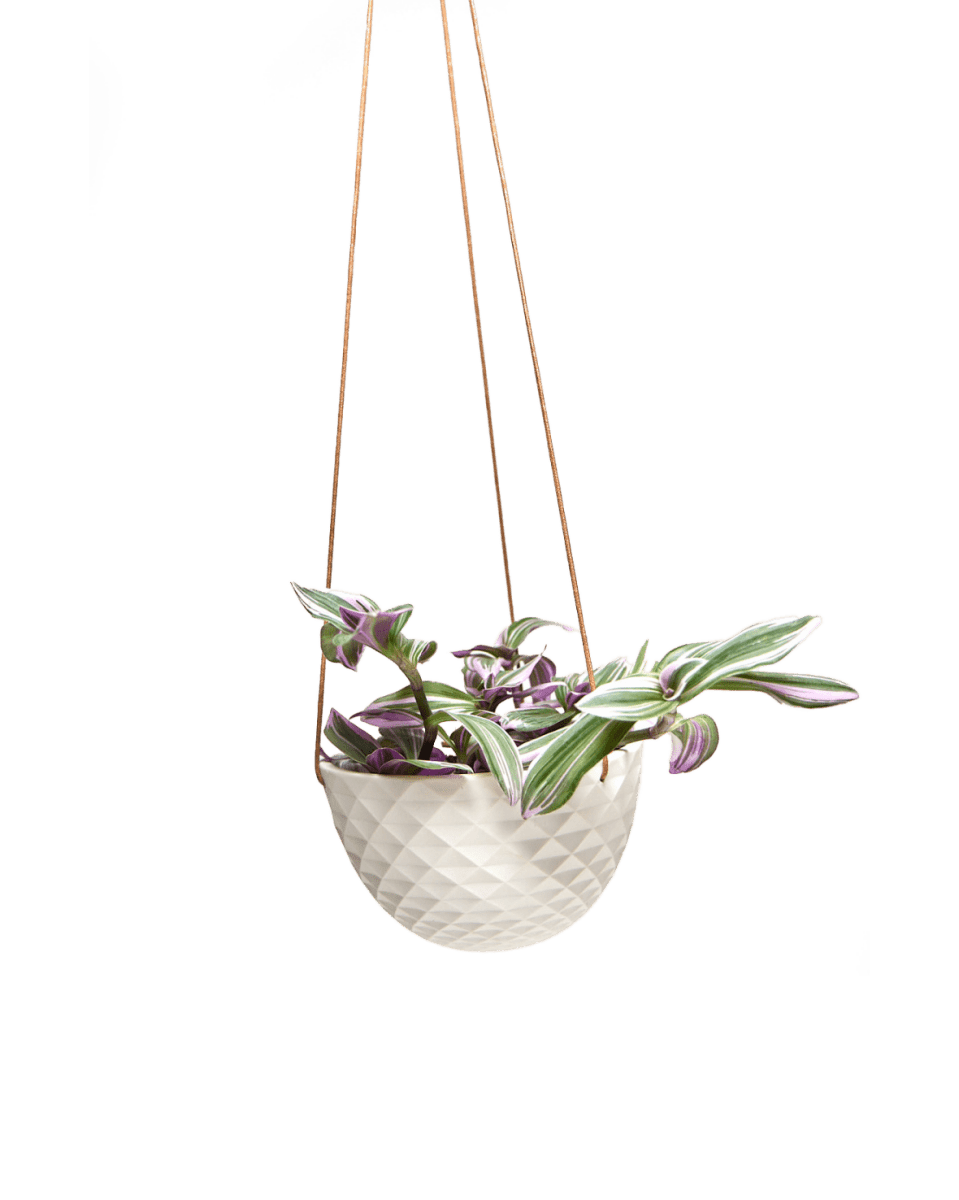 Mini Mofo Porcelain Modern Hanging Planter - Chive US Wholesale