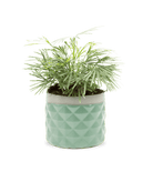 Pina Ceramic Succulent Planter Pot - Chive US Wholesale