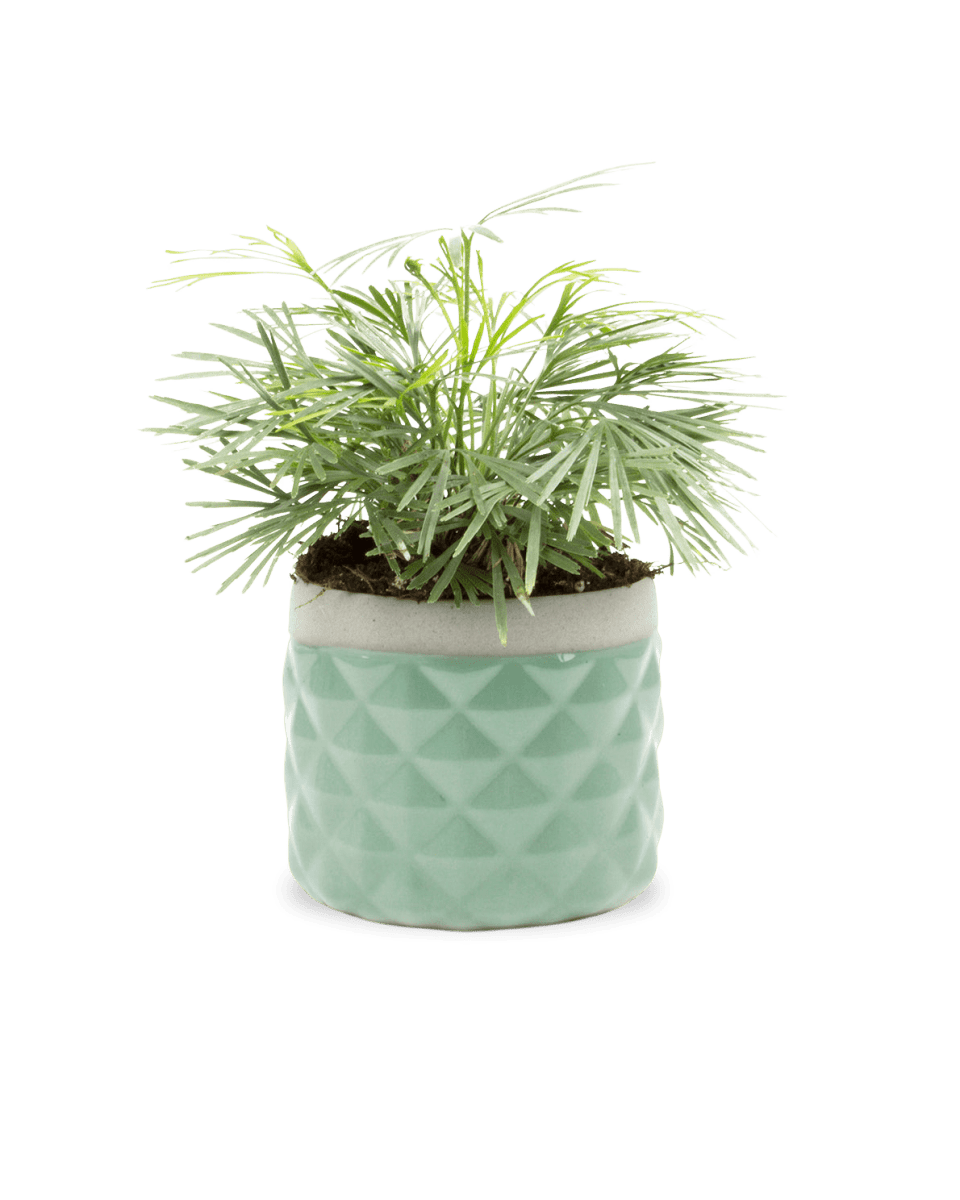 Pina Ceramic Succulent Planter Pot - Chive US Wholesale