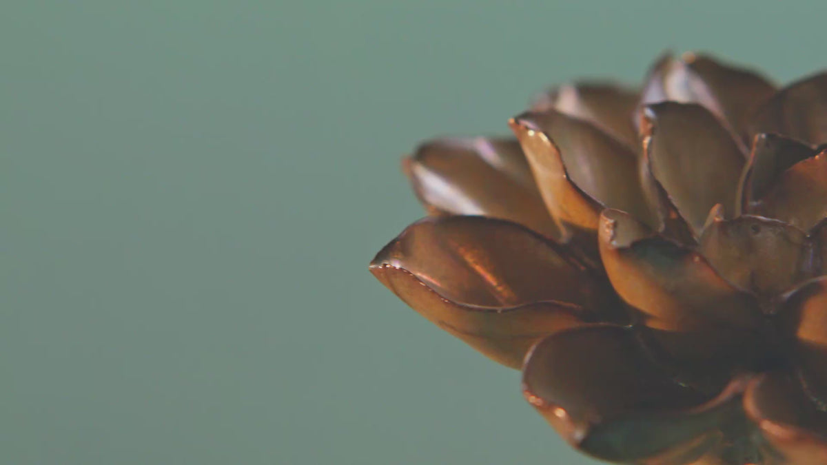 A brown ceramic flower spins in macro — earthy wall decor in warm, kiln-fired glazes.