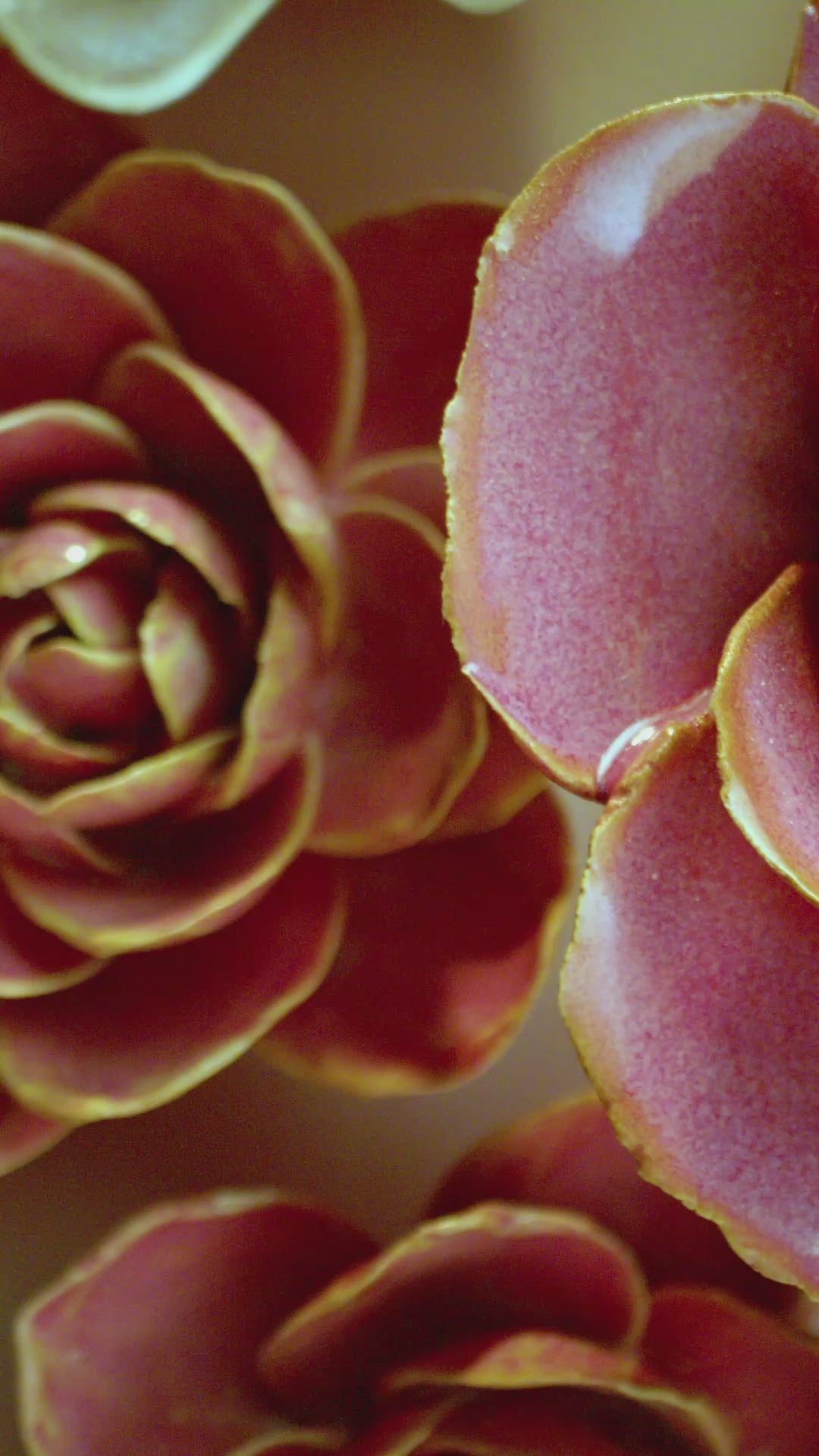 FR07 Navy Poppy – Chive US Wholesale