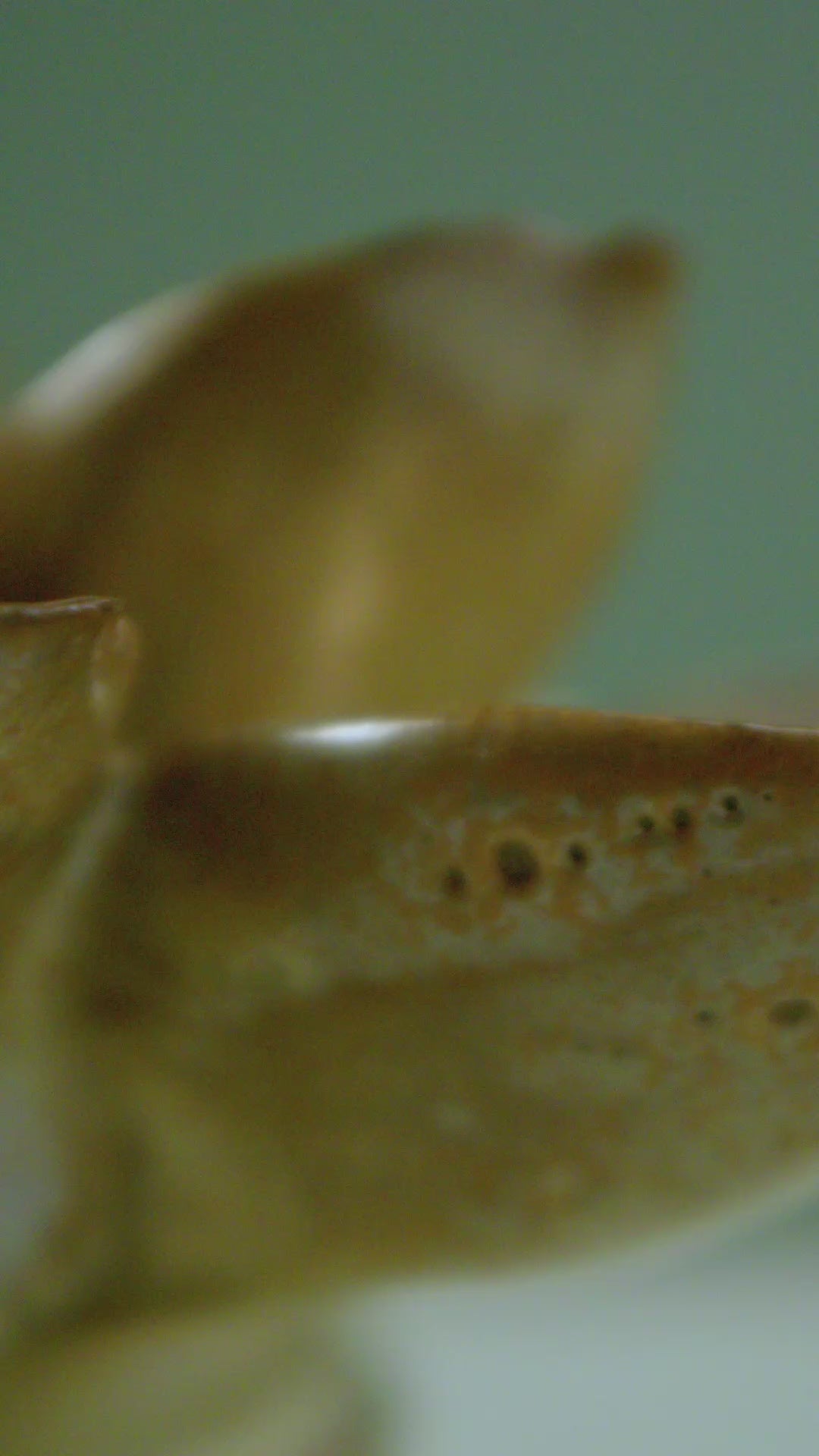 Wall Decoration Ceramic Flower Art Pearl Handcrafted Décor – Chive