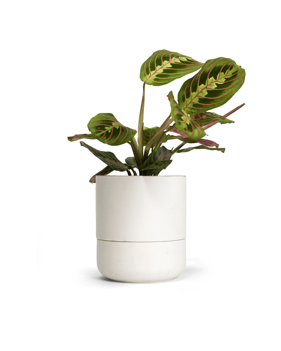 Ryan Self - Watering Plant Pots - Chive US Wholesale