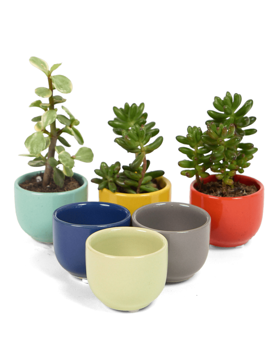 Succulent Cup Ceramic For Weddings - Chive US Wholesale