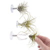 Air Plant Holder Wall Glass