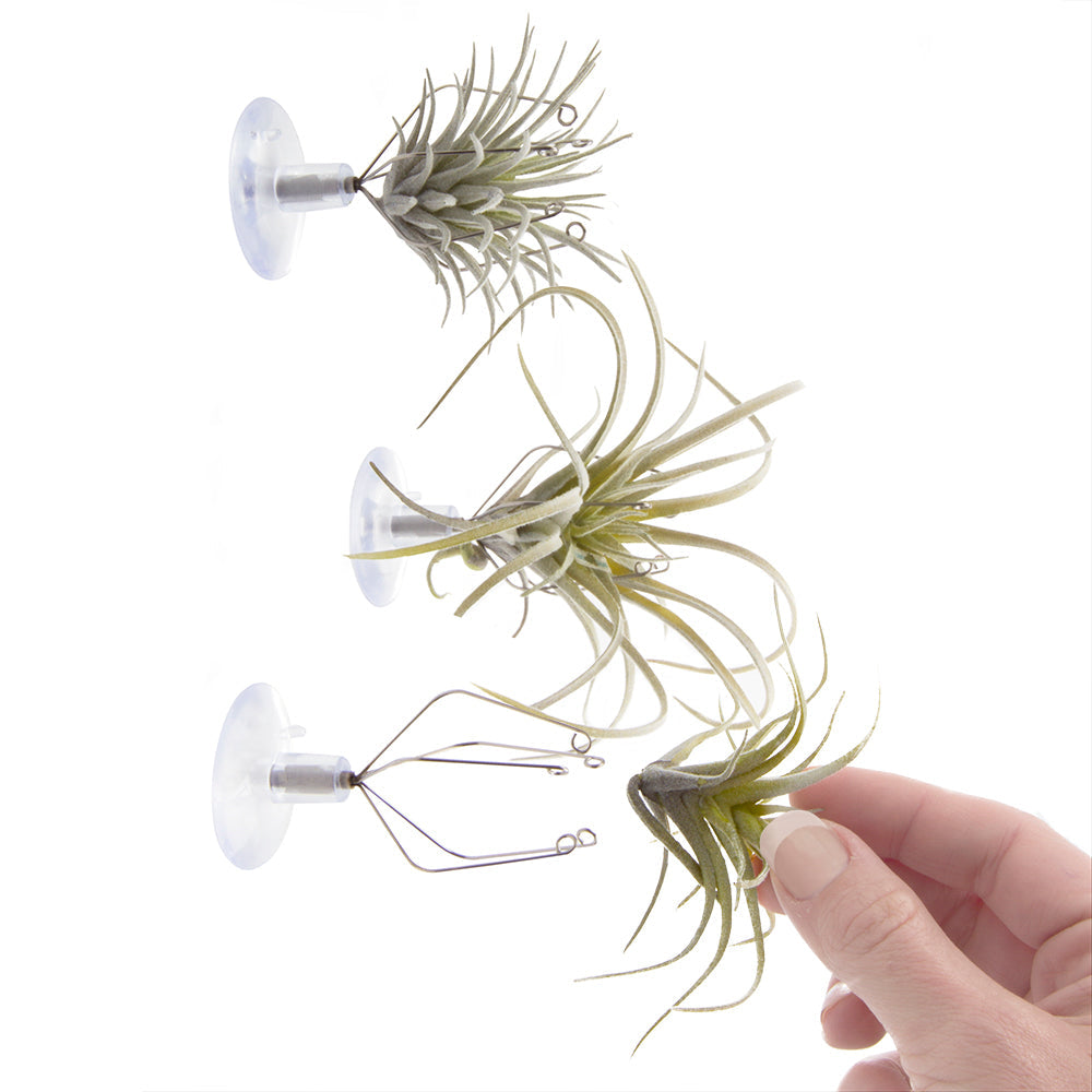 Air Plants. Unkillable! J800 / Large