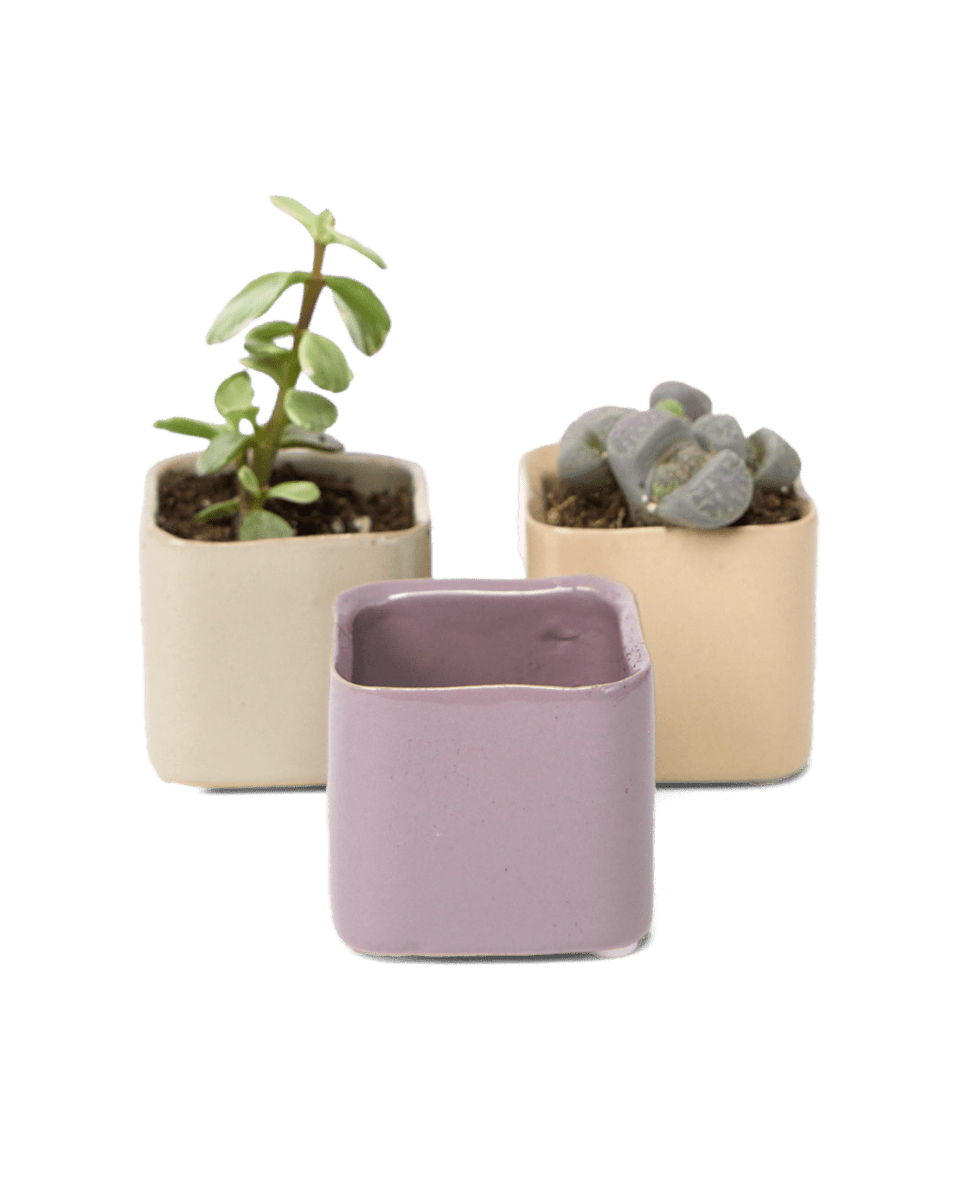 Svek Ceramic Indoor Succulent Pot - Chive US Wholesale