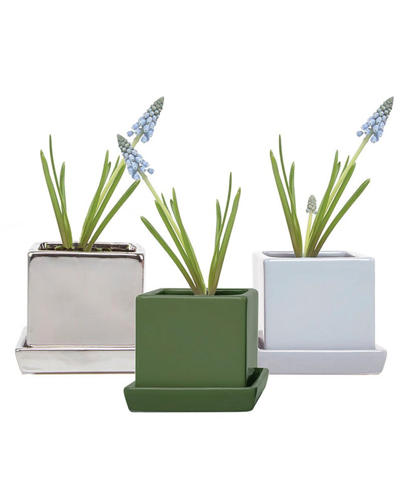 Cube and Saucer Pot 48pc Kit - Chive US Wholesale